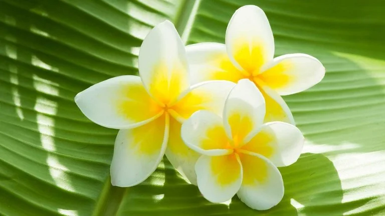 Midnight Blooming Jasmine — Monticello Wax Works